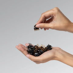 Black & Tort Micro Cloud Clip Set